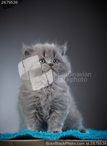 Image of british long hair kitten