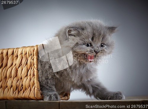 Image of british long hair kitten