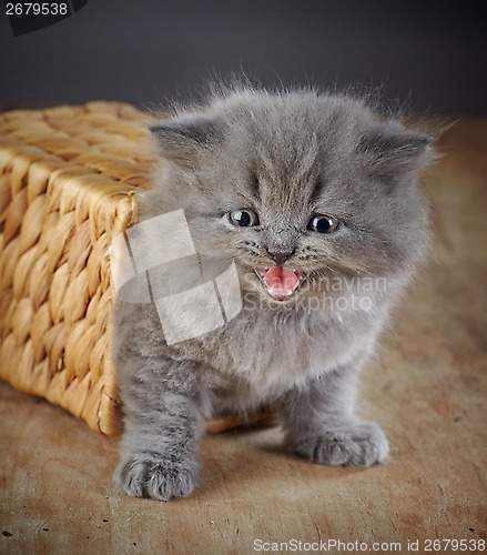 Image of british long hair kitten