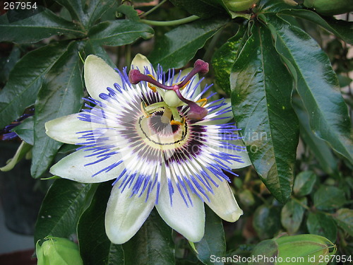 Image of passiflora