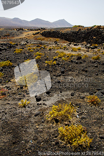 Image of plant flower  bush timanfaya  in los volcanes volcanic