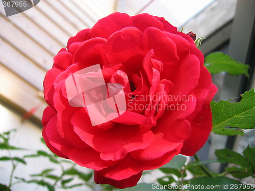 Image of climbing rose