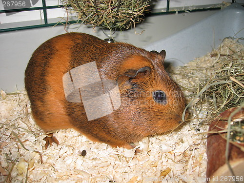 Image of cavia porcellus