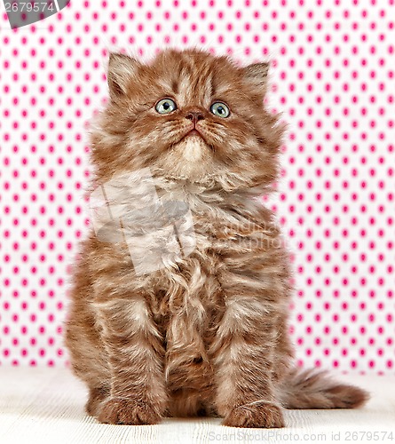 Image of british long hair kitten