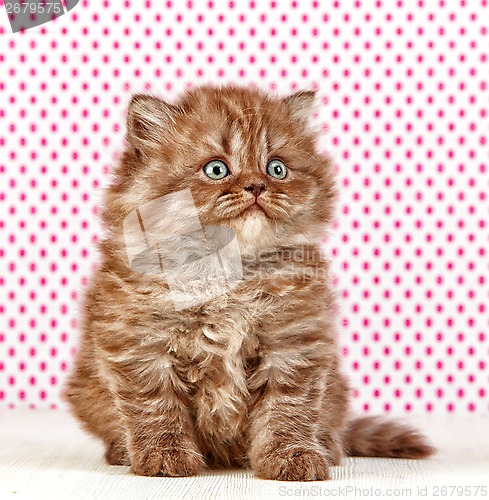 Image of british long hair kitten