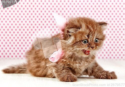 Image of british long hair kitten