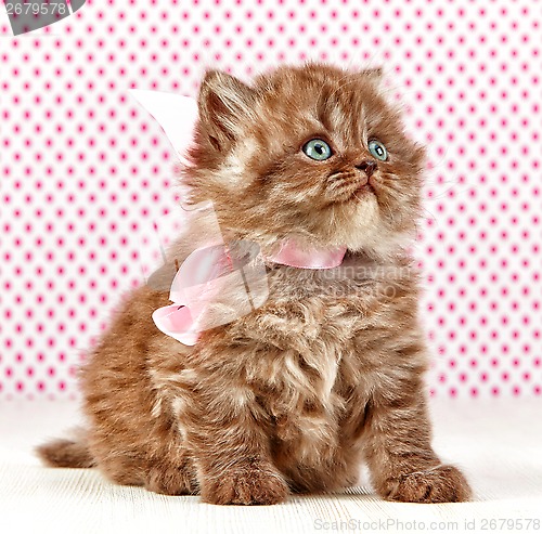 Image of british long hair kitten