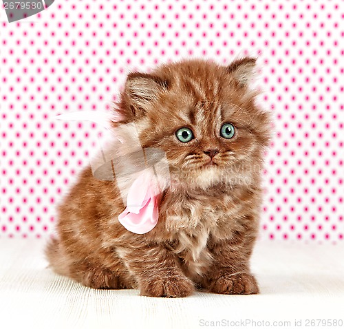 Image of british long hair kitten