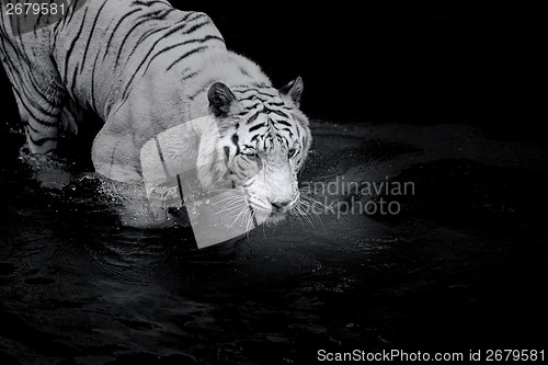 Image of White Tiger