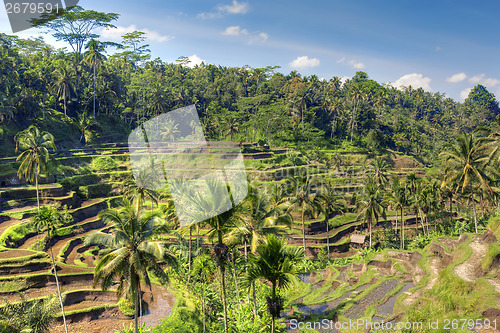 Image of Rice Terrace