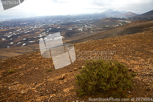 Image of home  bush timanfaya  plant flower 