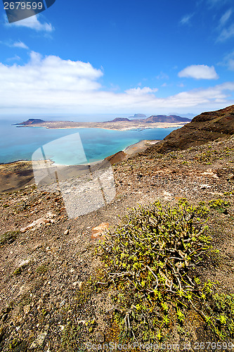 Image of flower miramar del rio  water  in lanzarote spain 