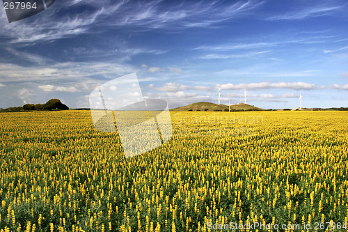 Image of Yellow field with flowers