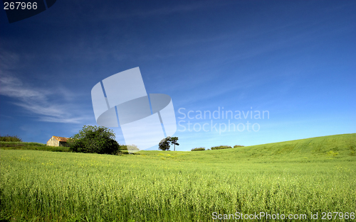 Image of Green field landscape