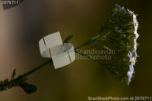 Image of viburnum  sambucus nigra 