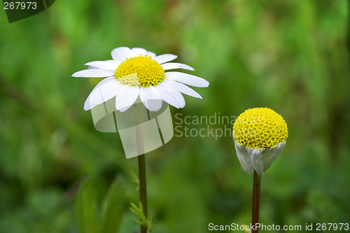 Image of White chamomiles