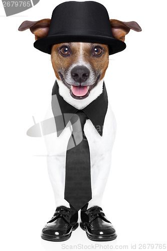 Image of dog in tuxedo