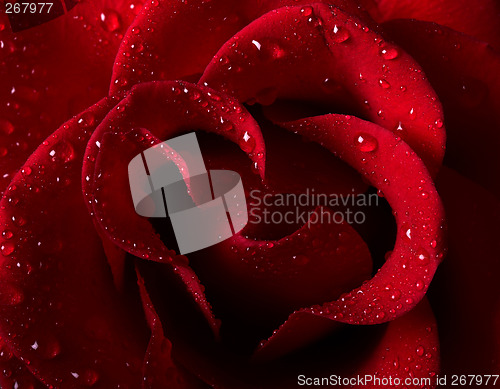 Image of Red rose