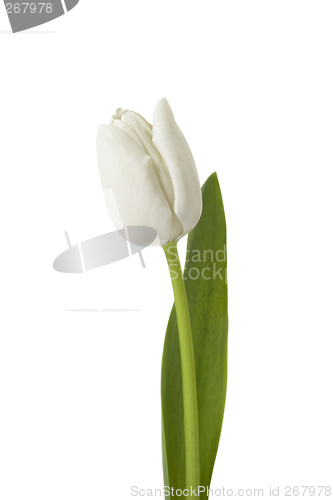 Image of White tulip