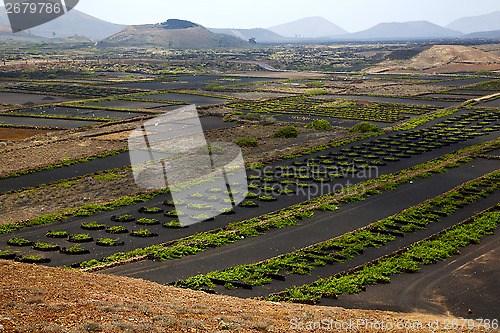 Image of  cultivation home viticulture  spain la geria vine screwcrops  b