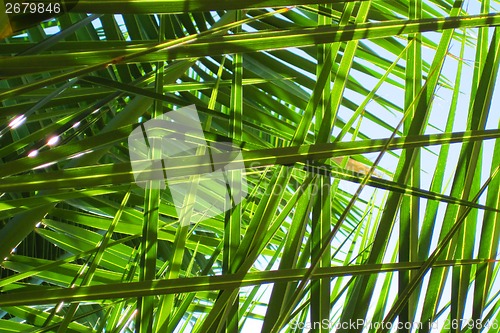 Image of palm leaves background