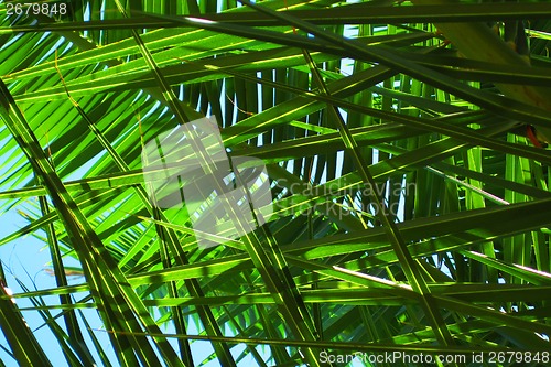 Image of palm leaves background
