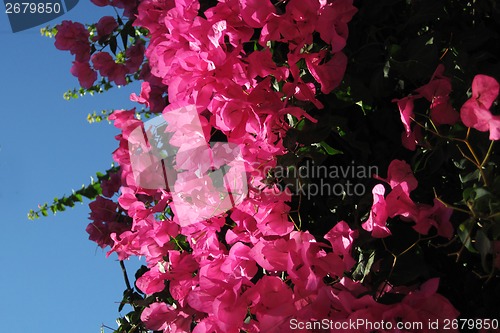 Image of violet bougainvillea flower 