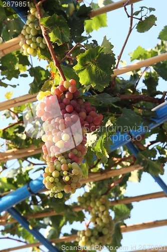 Image of red grapes in the early summer 