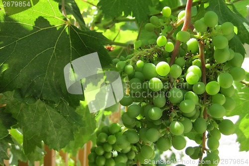 Image of green grapes in the early summer 