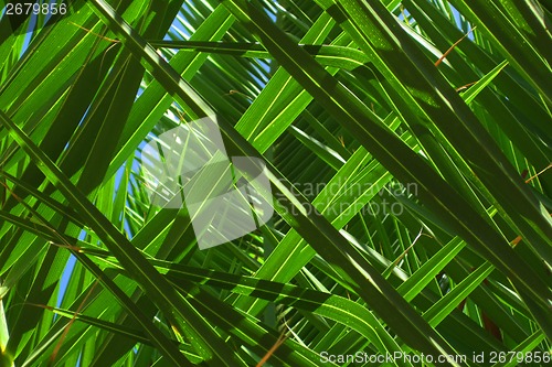 Image of palm leaves background