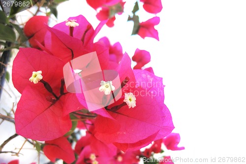 Image of bougainvillea flower detail