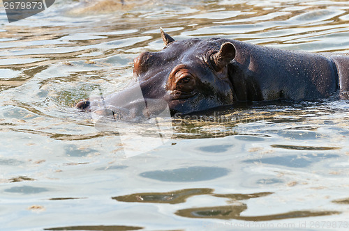 Image of Hippopotamus or hippo