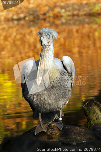 Image of Pelican