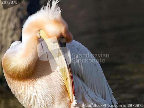 Image of Pelican