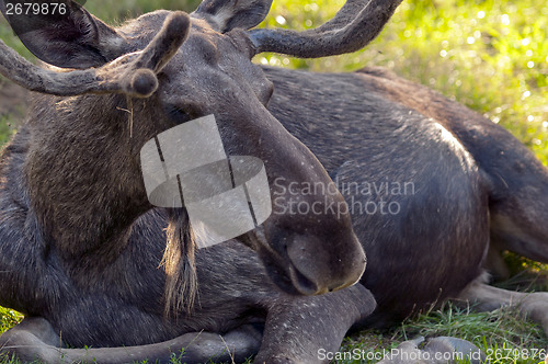 Image of Elk