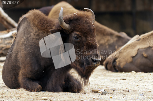 Image of Bison