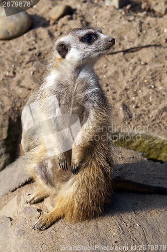 Image of  Meerkat or suricate