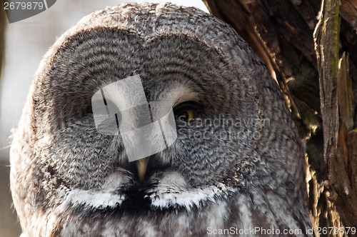 Image of Great grey owl face