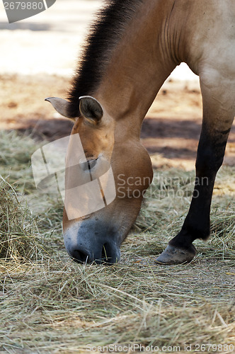 Image of Przewalski's horse