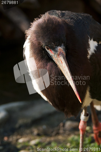 Image of Abdim's Stork