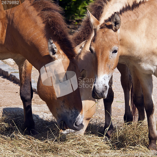 Image of Przewalski's horse