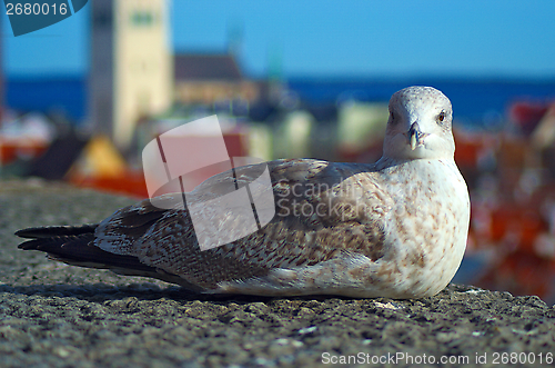 Image of seagull at Tallinn