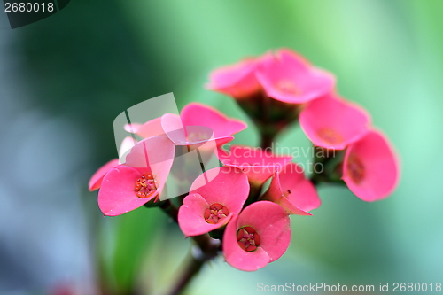 Image of small red flower