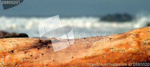 Image of Drift Wood