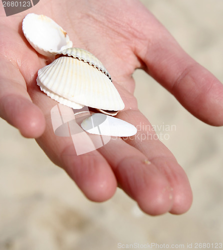 Image of Scallop
