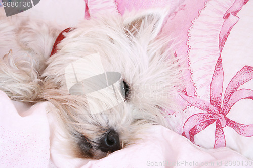 Image of Dog sleeping.