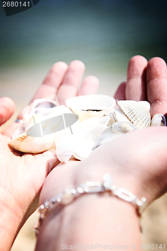 Image of Scallop