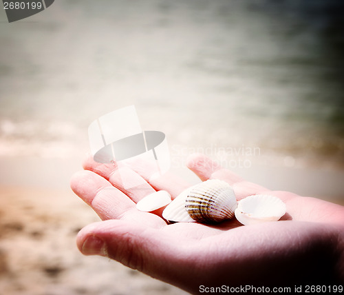 Image of Scallop