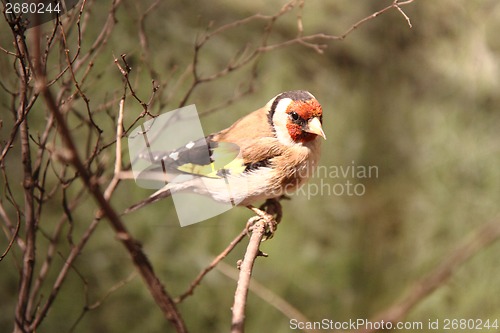 Image of red titmouse bird 