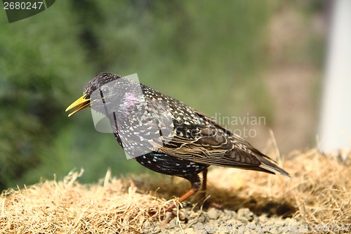 Image of starling bird 